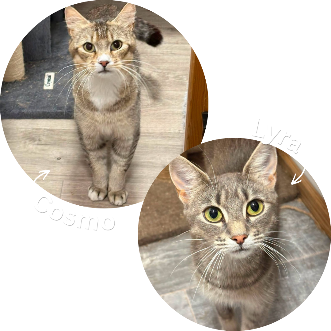 Cosmo & Lyra