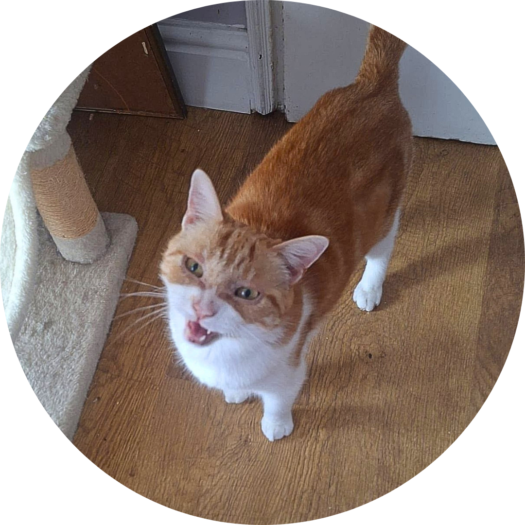 Marmalade