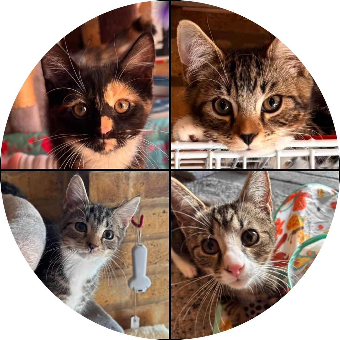 Eva, Ed, Elvis, & Elsie