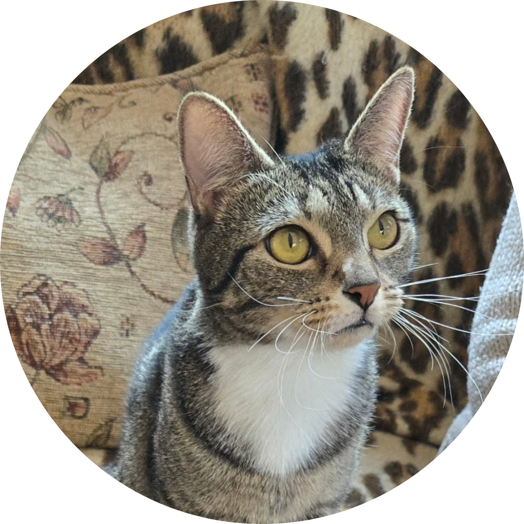 Willow