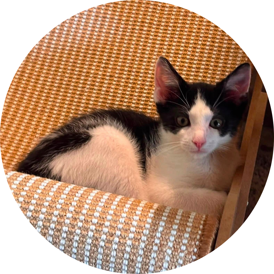 Albie