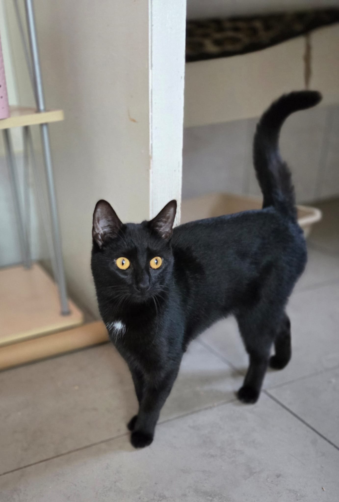 Bellatrix