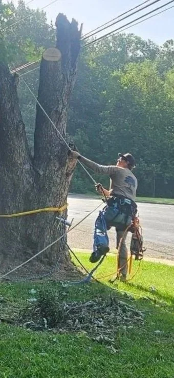 A person in safety gear trimming a large tree by a street, with ropes securing the branches.