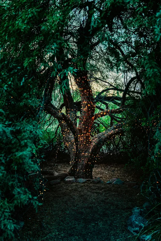 A large tree decorated with string lights at dusk, surrounded by greenery and a dirt path.