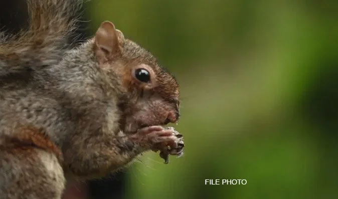Wells Fargo encourages squirrels to stop burying acorns, start earning interest
