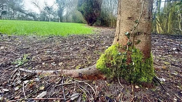 Area sycamore trees renamed club west trees, squirrels  skeptical