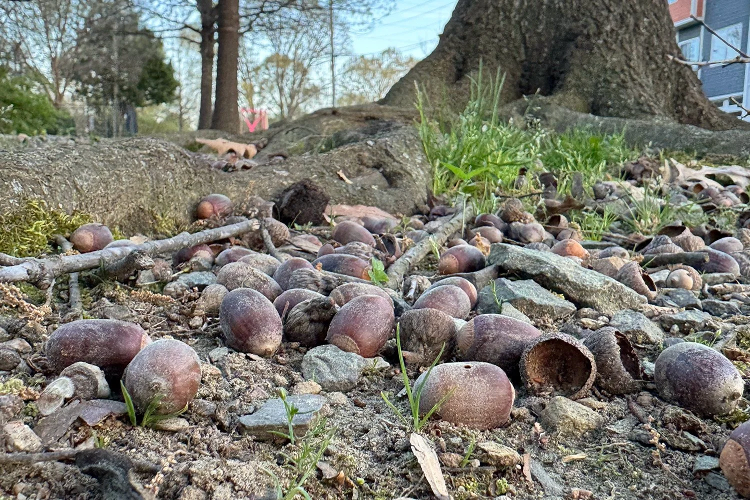 Wells Fargo Encourages Squirrels to Stop Burying Acorns, Start Earning Interest