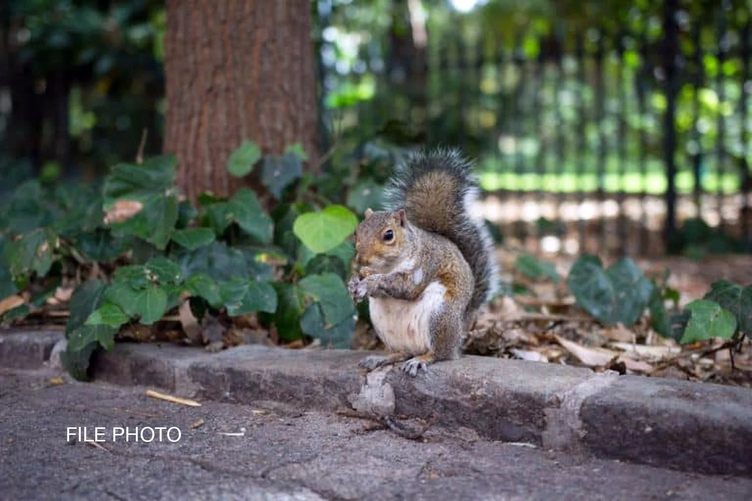 Area Sycamore Trees Renamed Club West Trees, Squirrels Still Skeptical