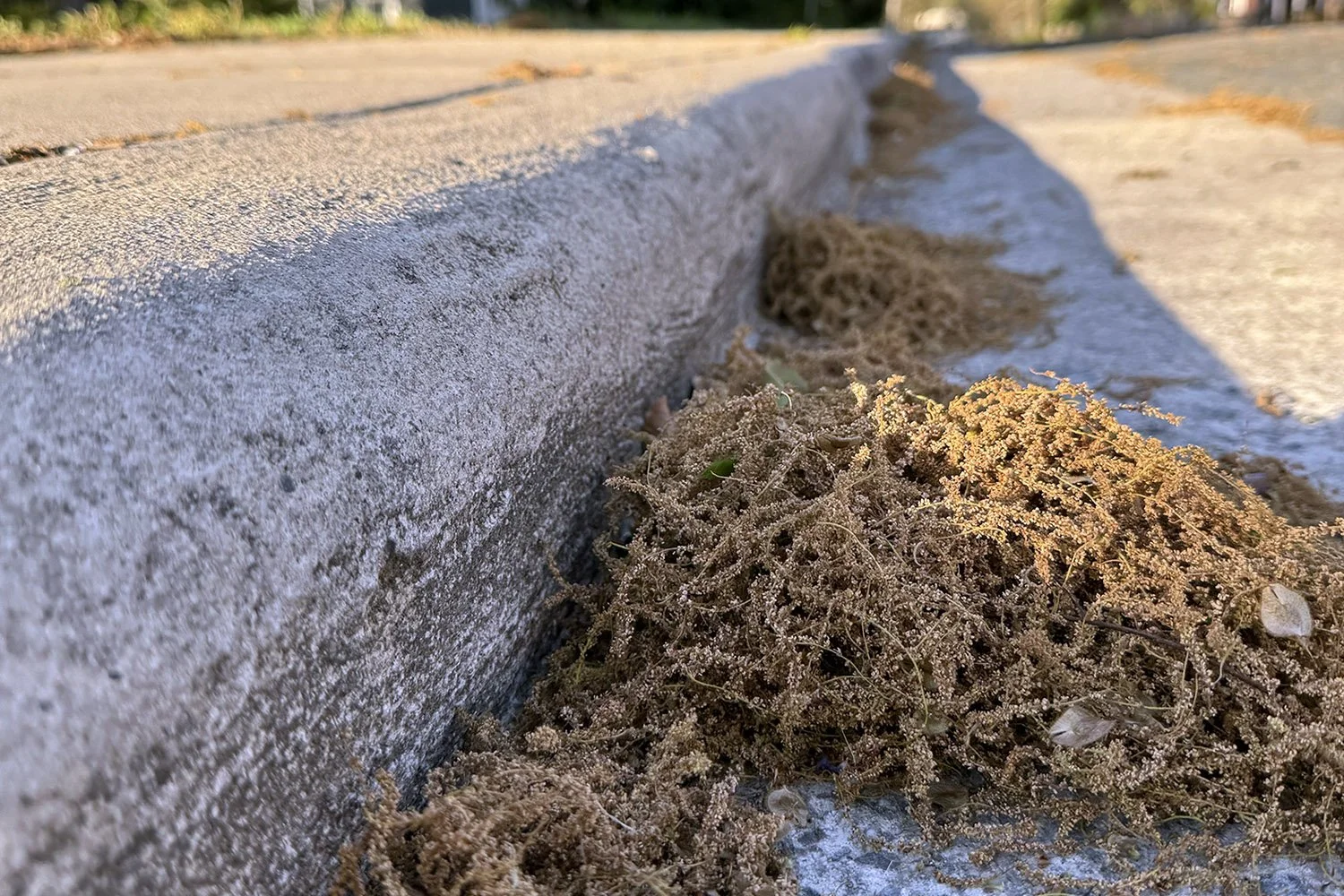 Aftermath of Pollen Parties Lines Residential Streets