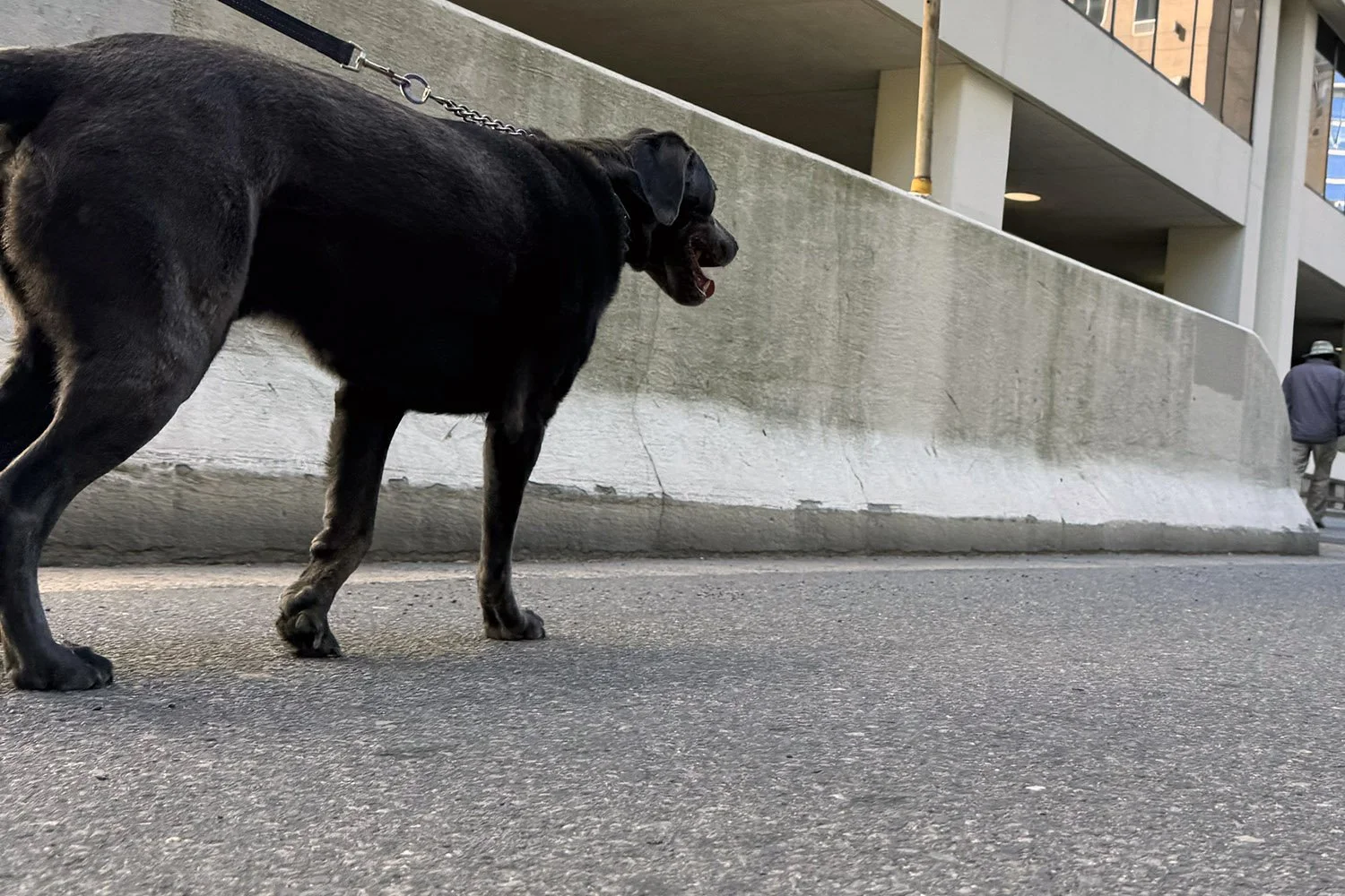 Ticks Double Down on Canine Transit