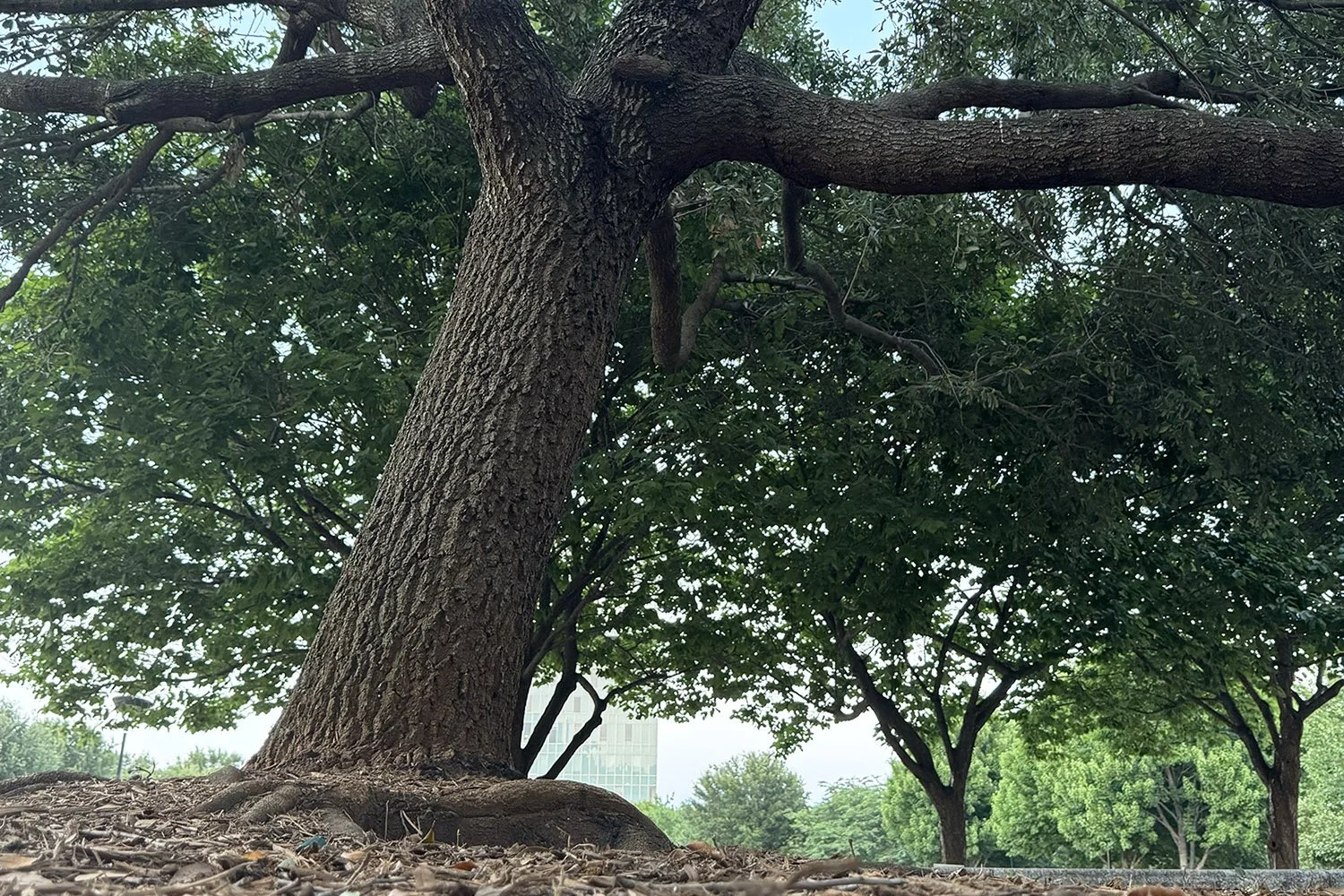 Truist Announces Plans to Acquire Local Tree Branch