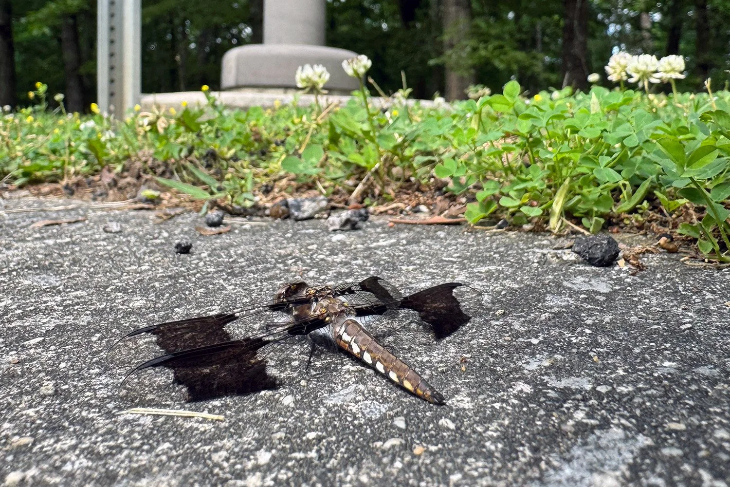 Dragonfly Delivery Testing Expands Across Charlotte