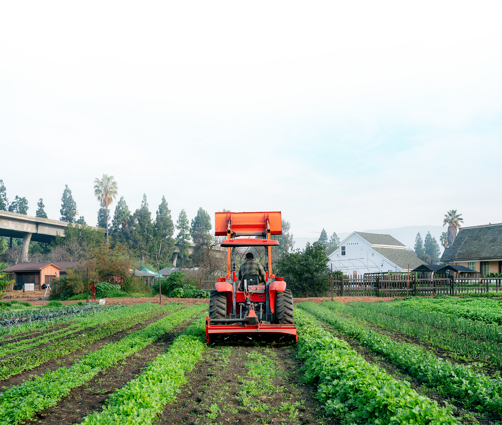 A person operating a red tractor in a vegetable garden with organized rows of leafy greens, surrounded by trees, houses, and a cloudy sky.