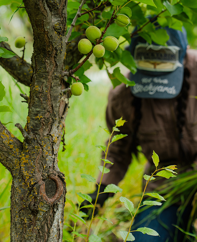 Produce growing on a tree with a person in the background wearing a cap and brown shirt.