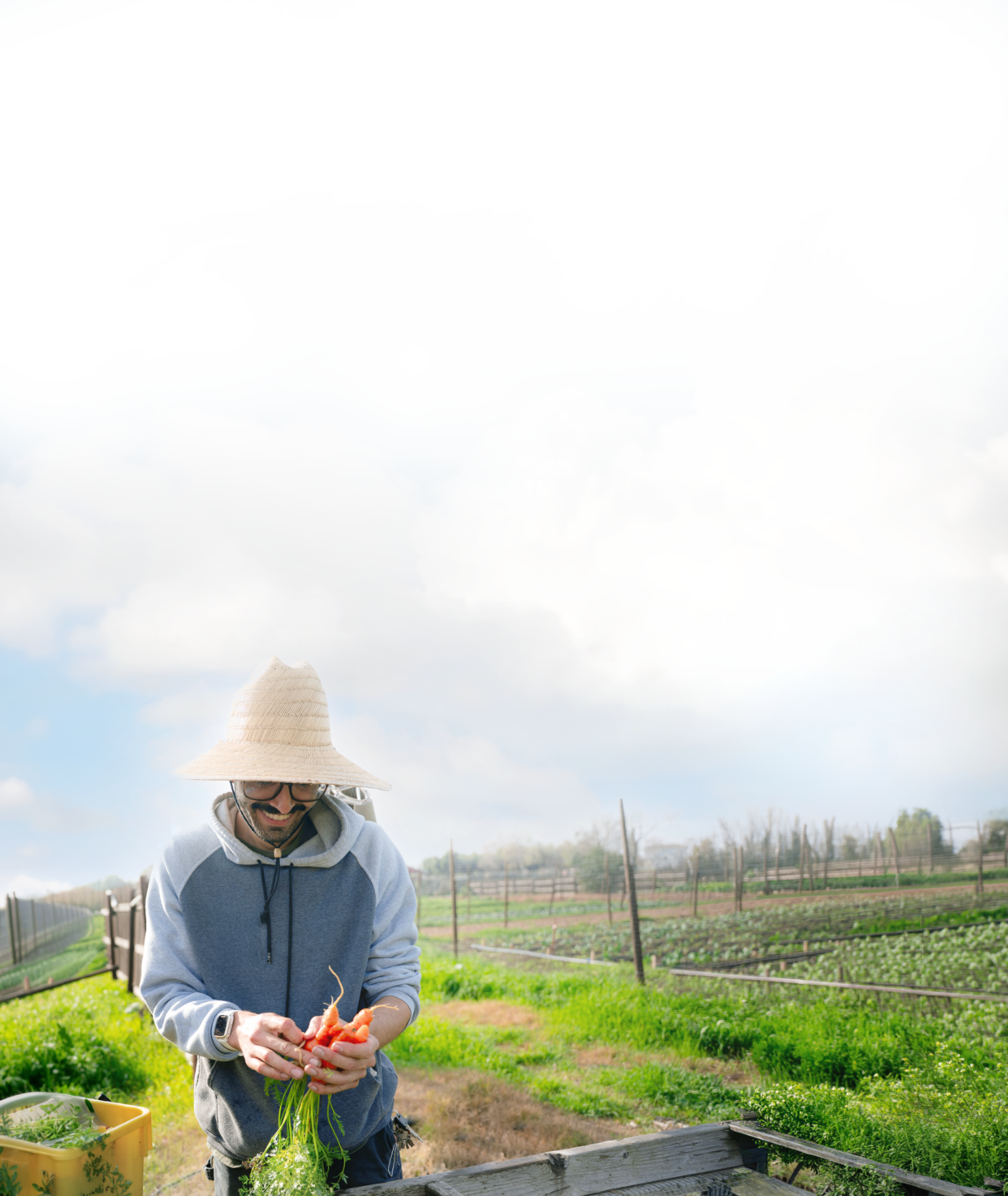 Man harvesting carrots in a farm field, wearing a straw hat, glasses, and a gray hoodie, with a bright sky and greenery in the background.