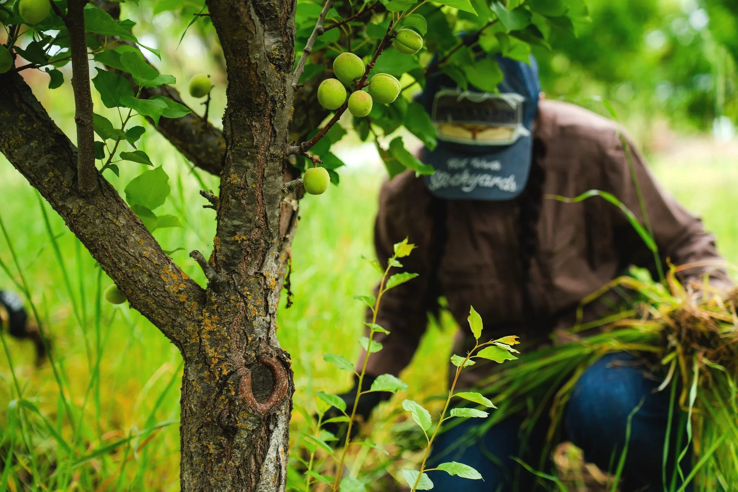 Produce growing on a tree with a person in the background wearing a cap and brown shirt.