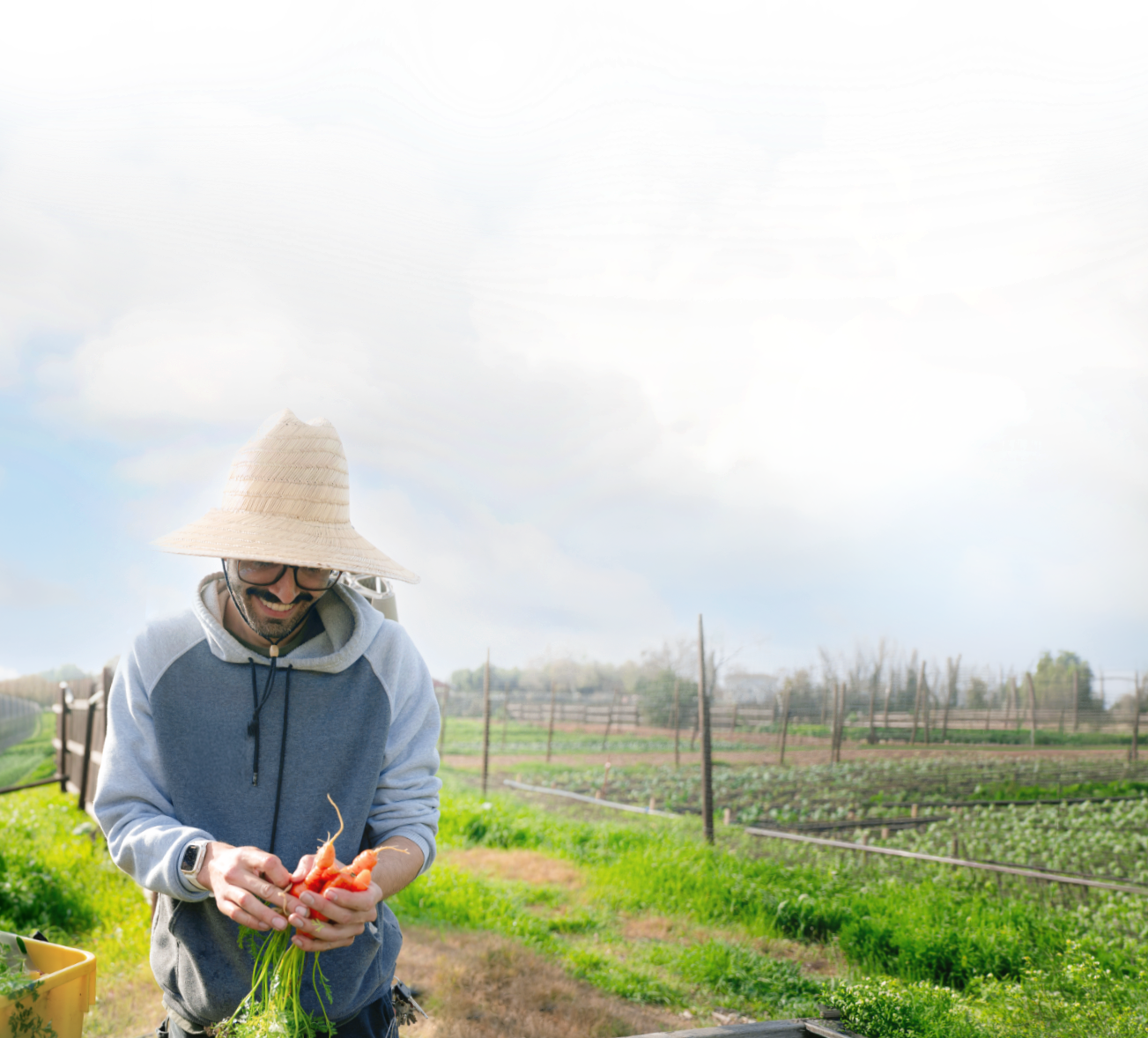 A man wearing a wide-brimmed straw hat, glasses, and a light blue hoodie is harvesting carrots in a farm field, smiling as he holds the freshly picked carrots with green tops in his hands, with raised garden beds and a cloudy sky in the background.