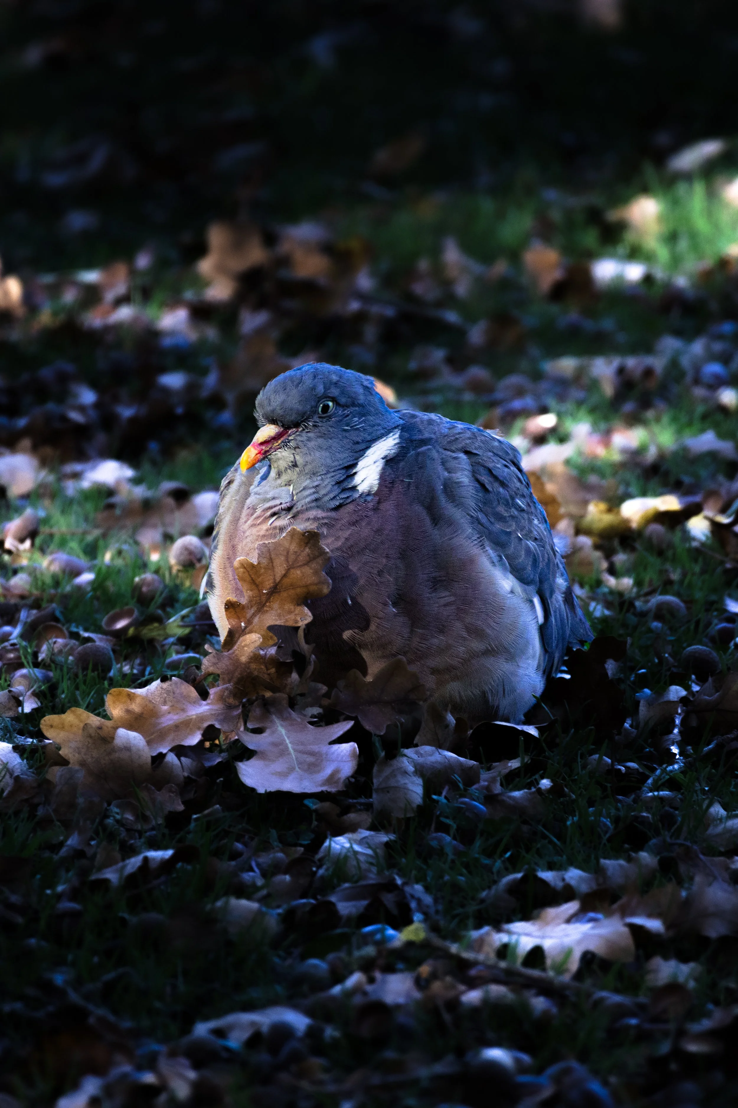 IMG_4214.jpg