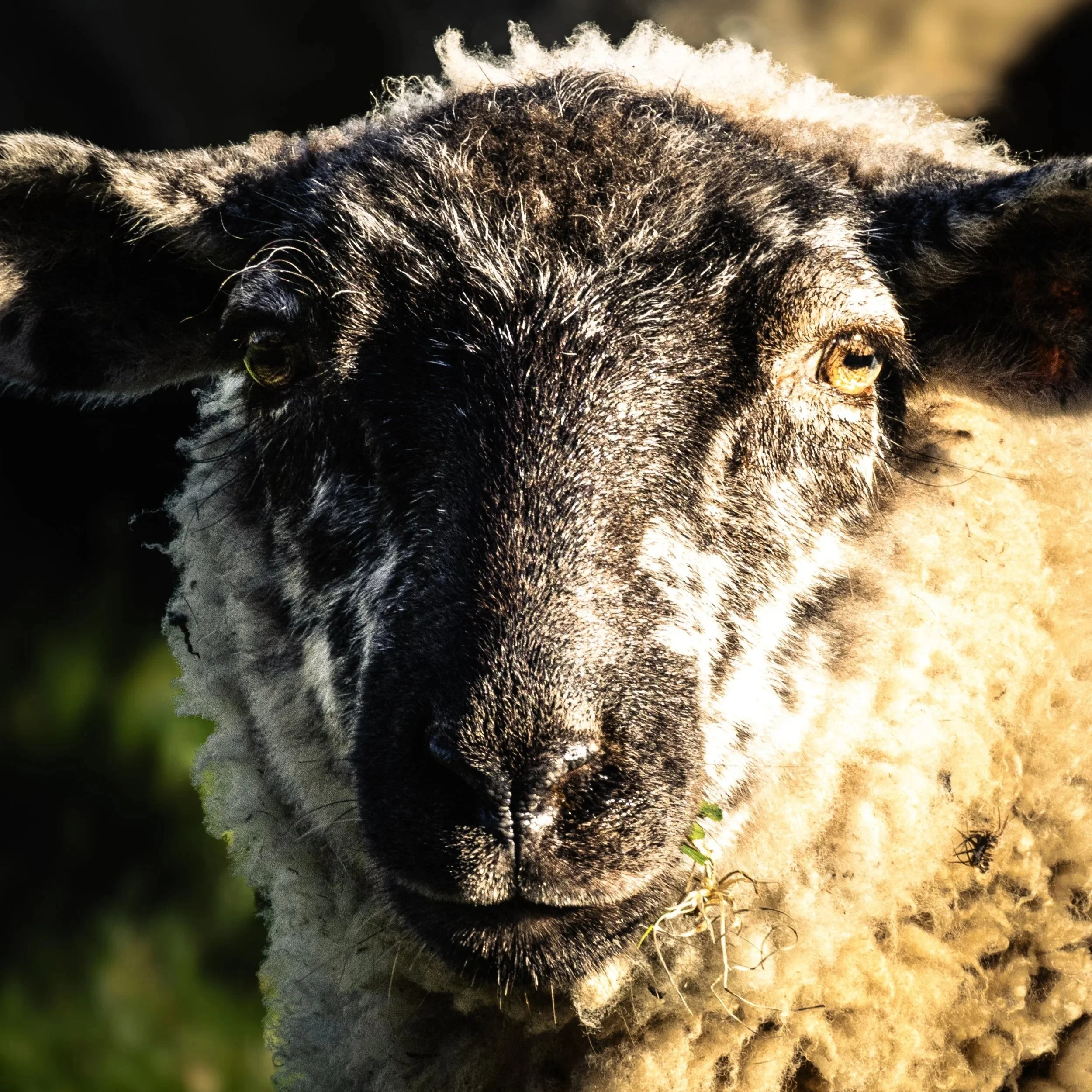 Animals, Pets & Wildlife