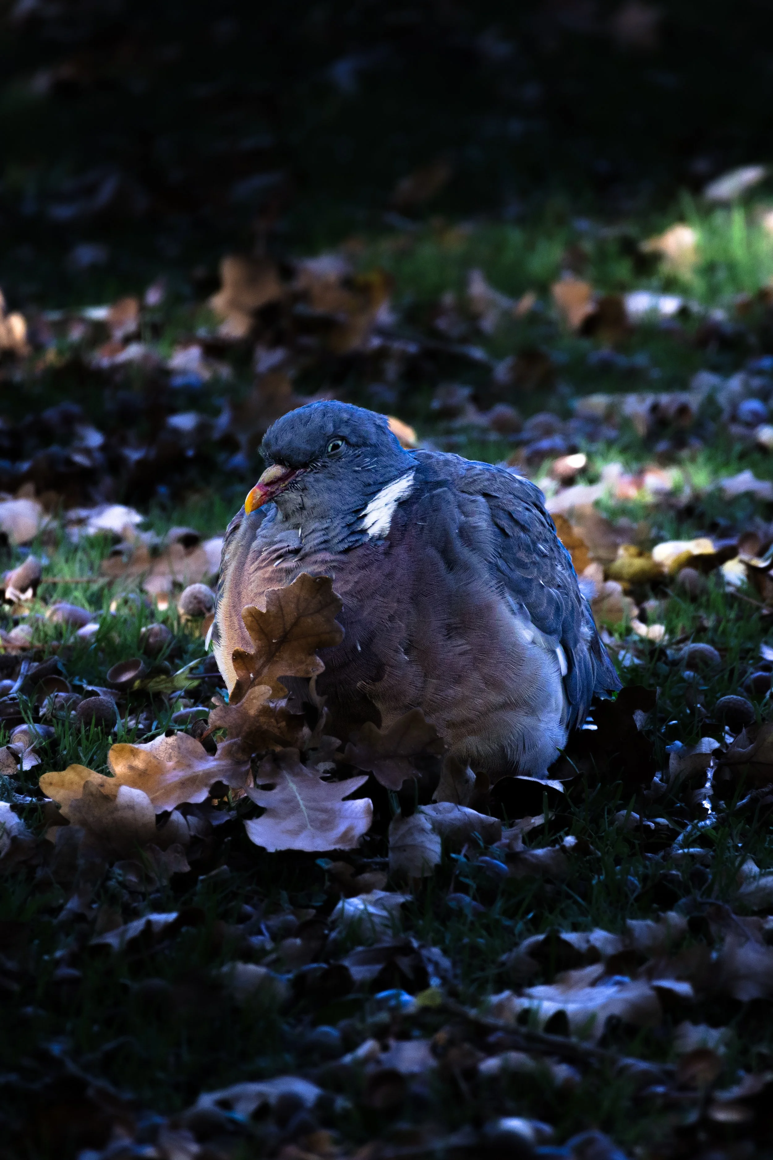IMG_4212.jpg