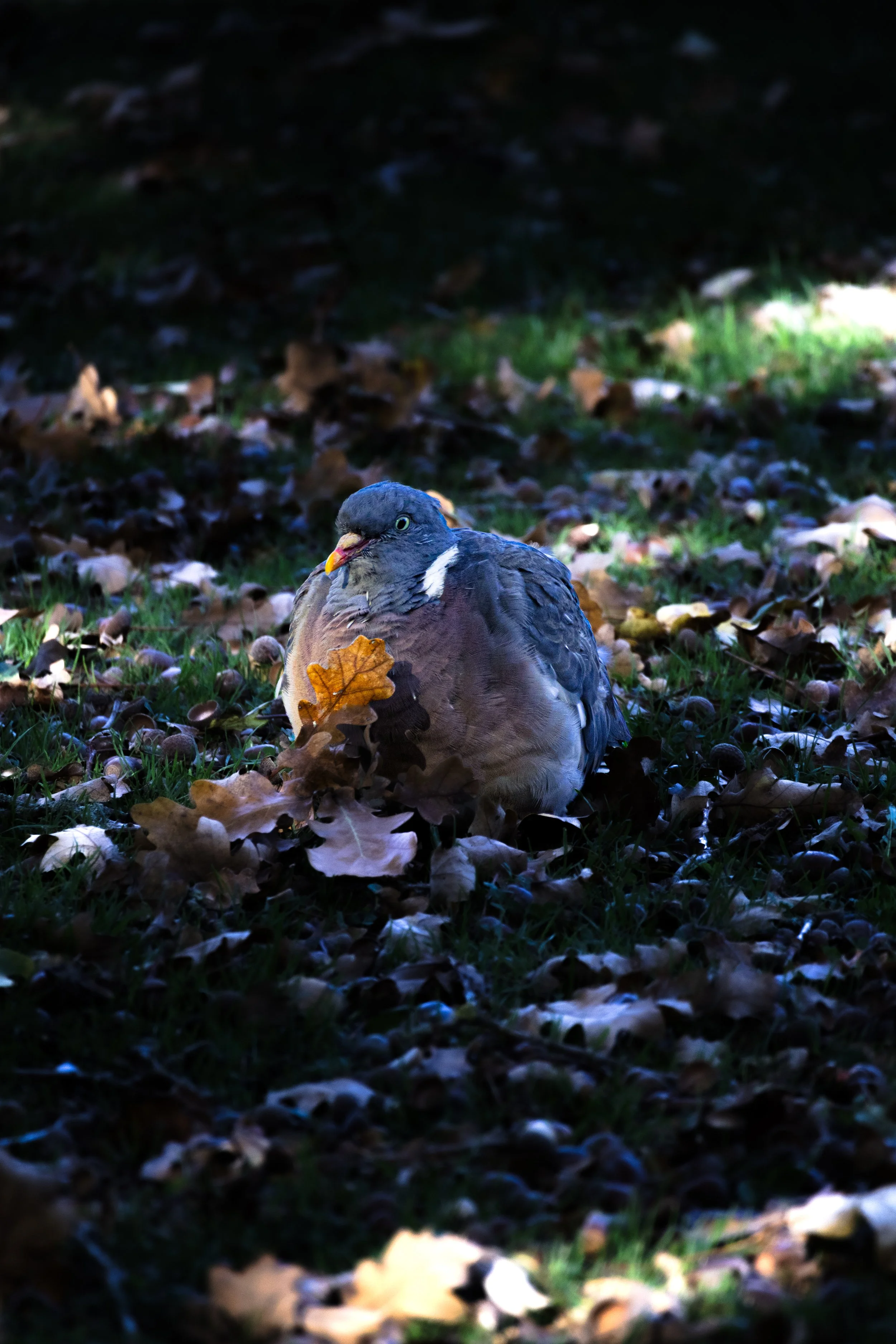 IMG_4210.jpg