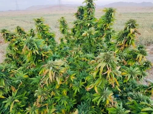 Qandahar - 15-pack - Regular - Baaba Qo