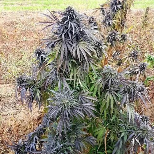 Badakhshan - 15-pack - Regular - Baaba Qo