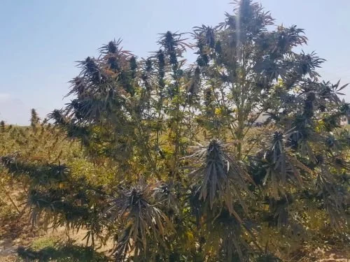 Dayma - 15-pack - Regular - Baaba Qo