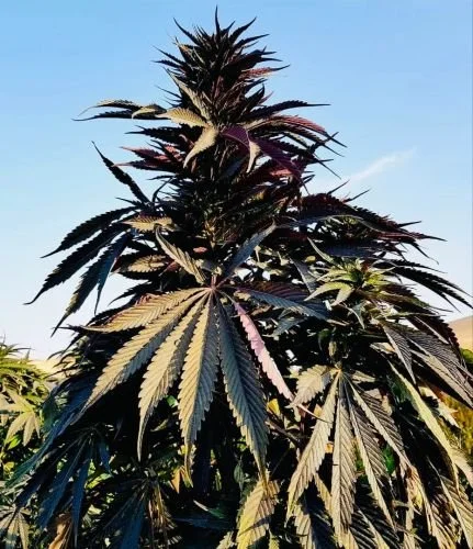 Chimtal - 15-pack - Regular - Baaba Qo