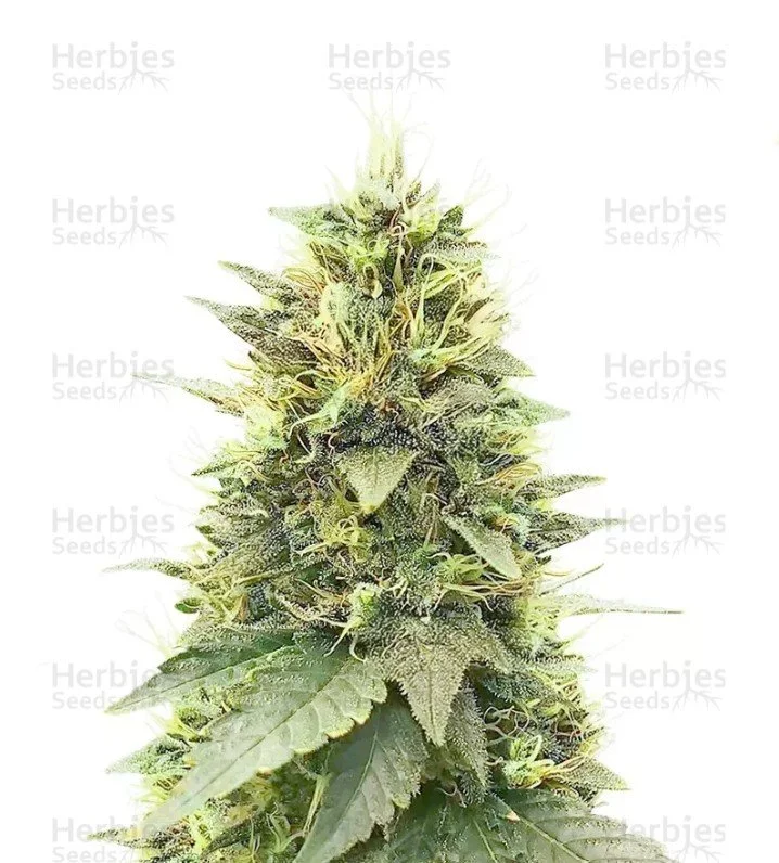 Cherry Poppers Seeds (Barney's Farm)