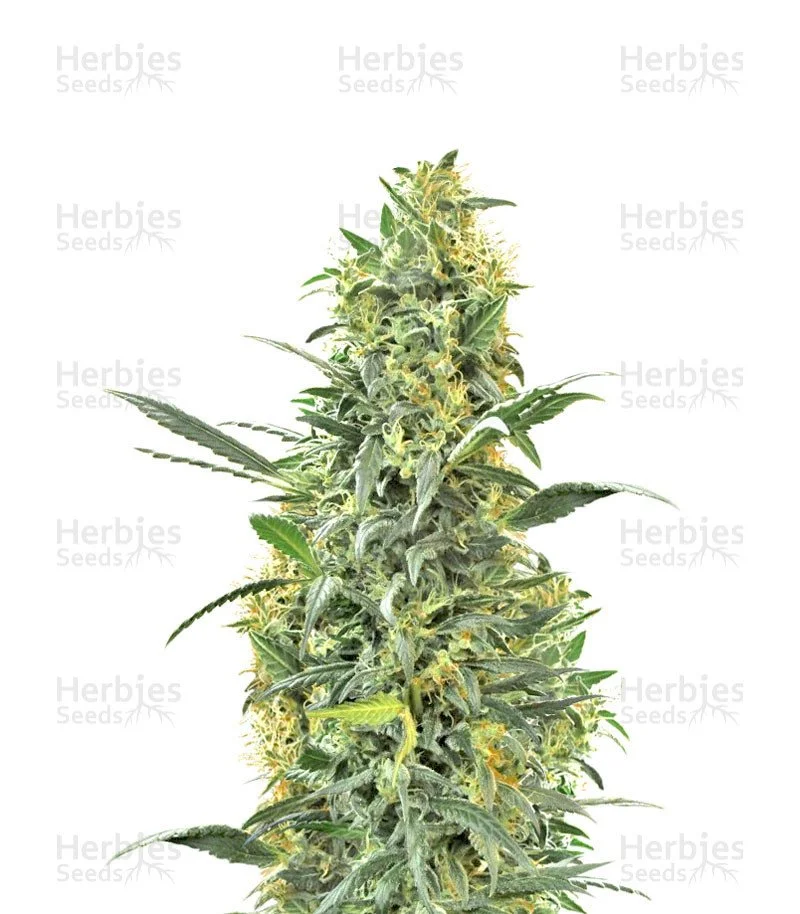 Hindu Kush Seeds