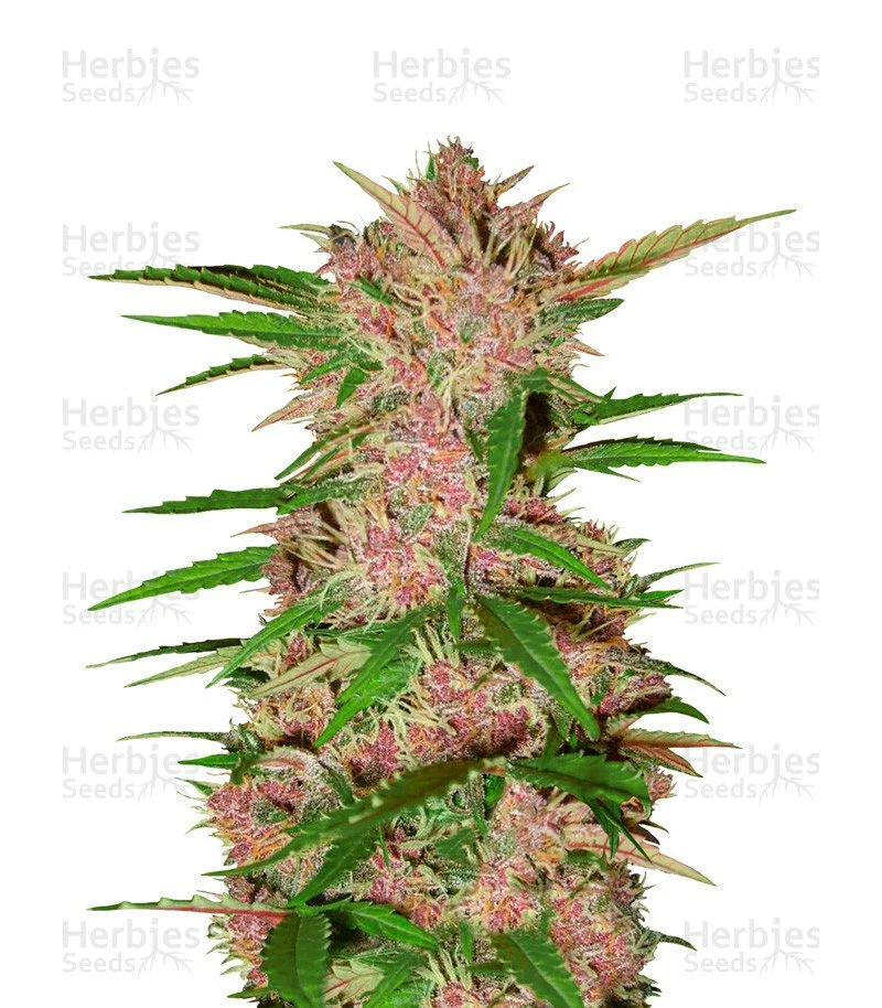 Fastberry Auto Seeds