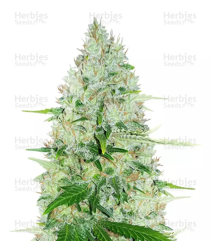 Moby Dick (Herbies Seeds)