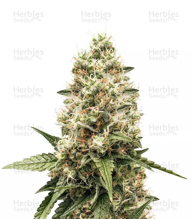 Critical Kush Seeds (Barney's Farm)