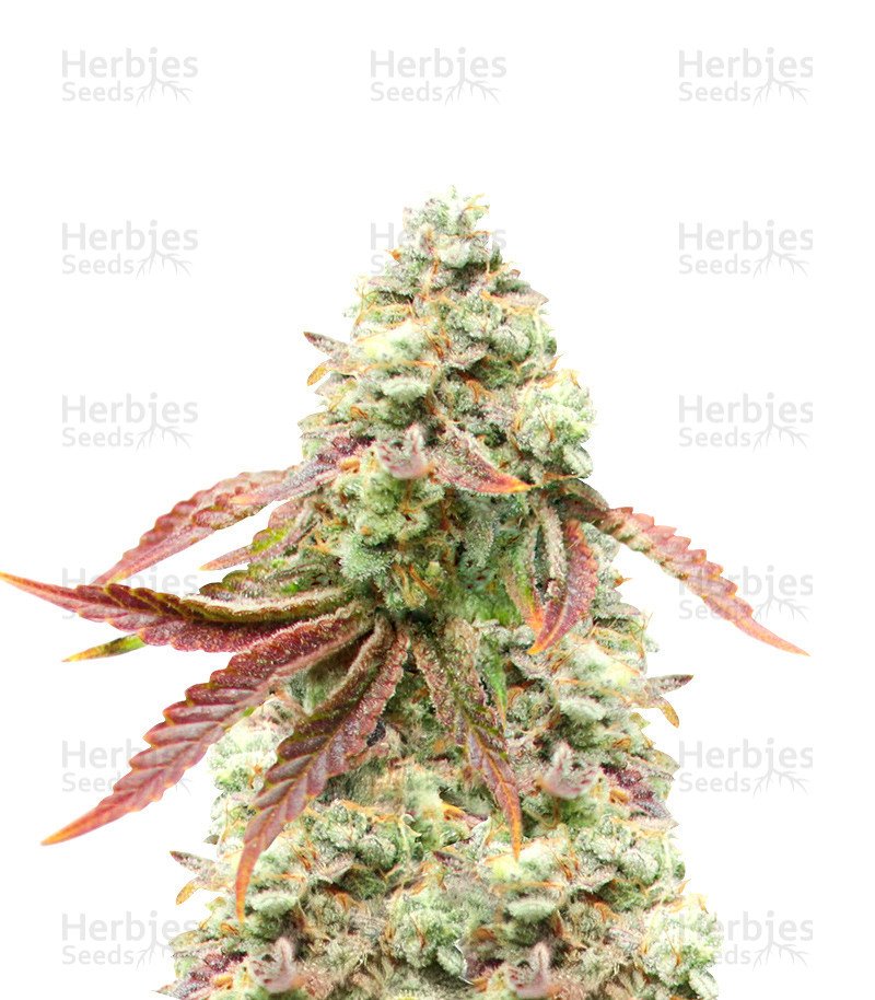 Cherry Pie (Herbies Seeds)
