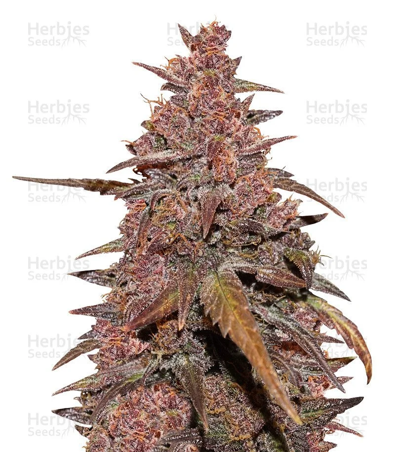 CBD Auto Blackberry Kush Seeds