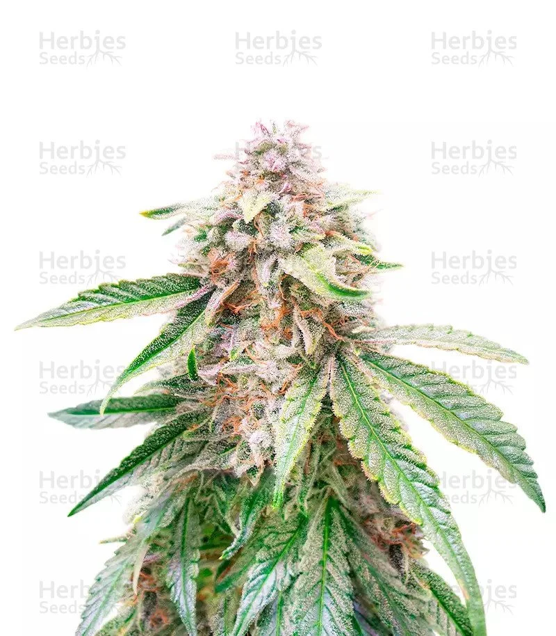 Lemon Kush (Herbies Seeds)