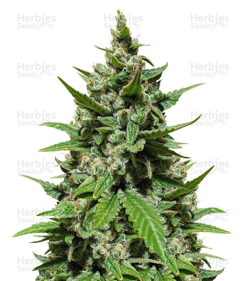Gelato Seeds From Herbies Seeds