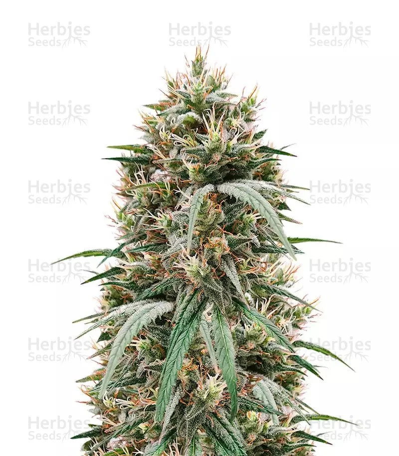 Blueberry Hill Seeds (Herbies Seeds)