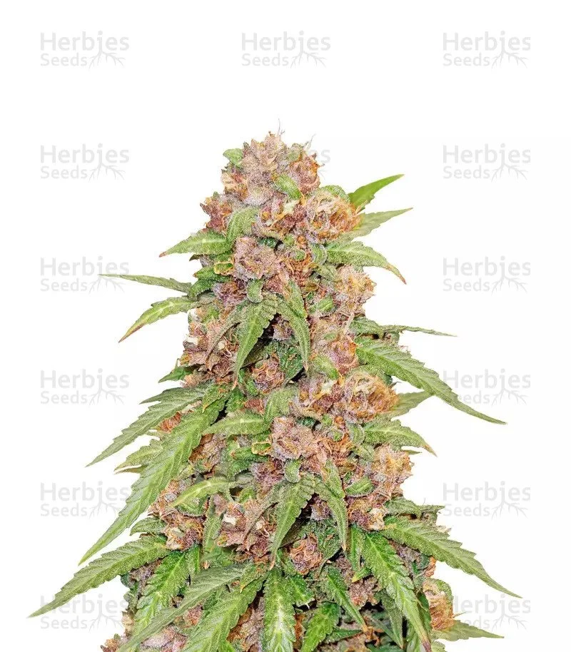 Godzilla Cookies Seeds (Herbies Seeds)
