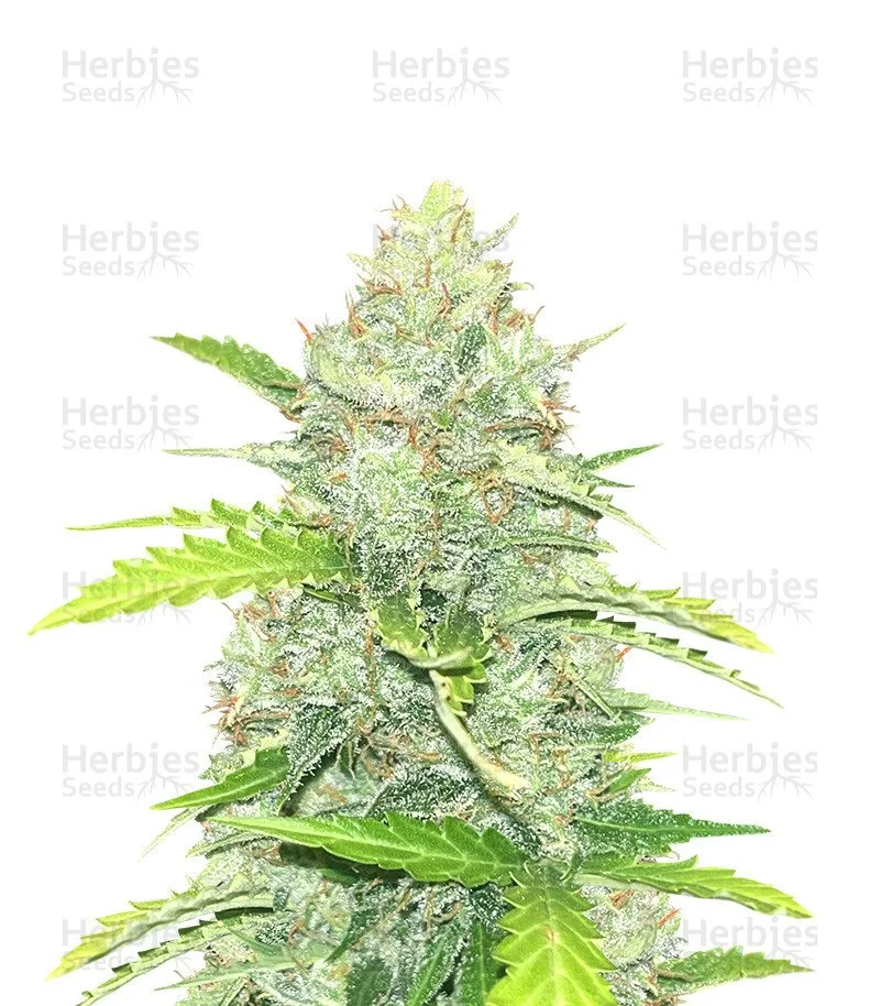 Blue Dream Autoflower Seeds (Seedkeepers)