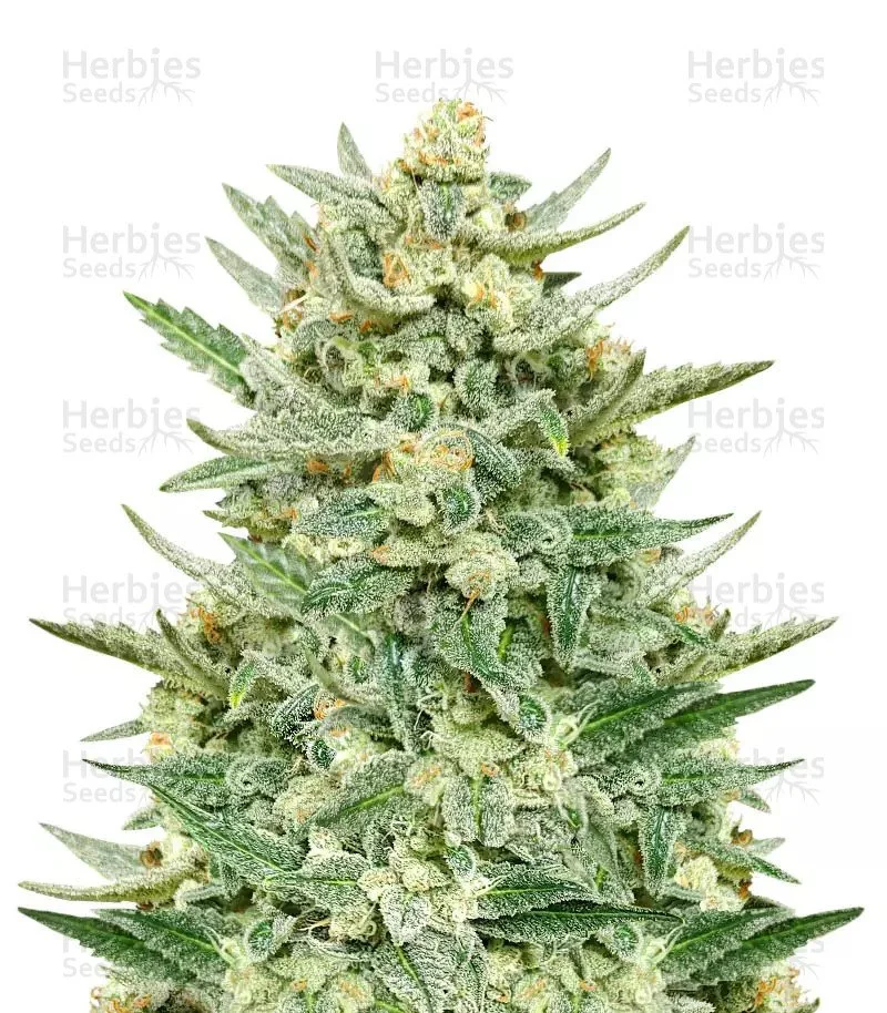 Strawberry Banana Auto Seeds