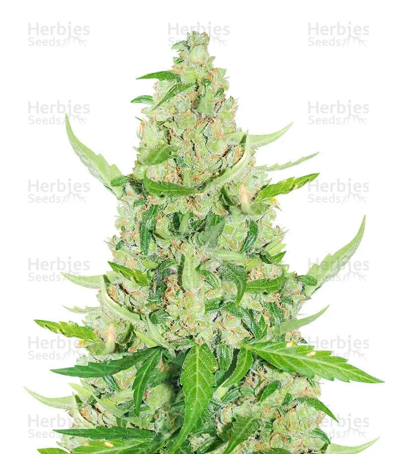 Sour Diesel Auto Seeds (Herbies Seeds)
