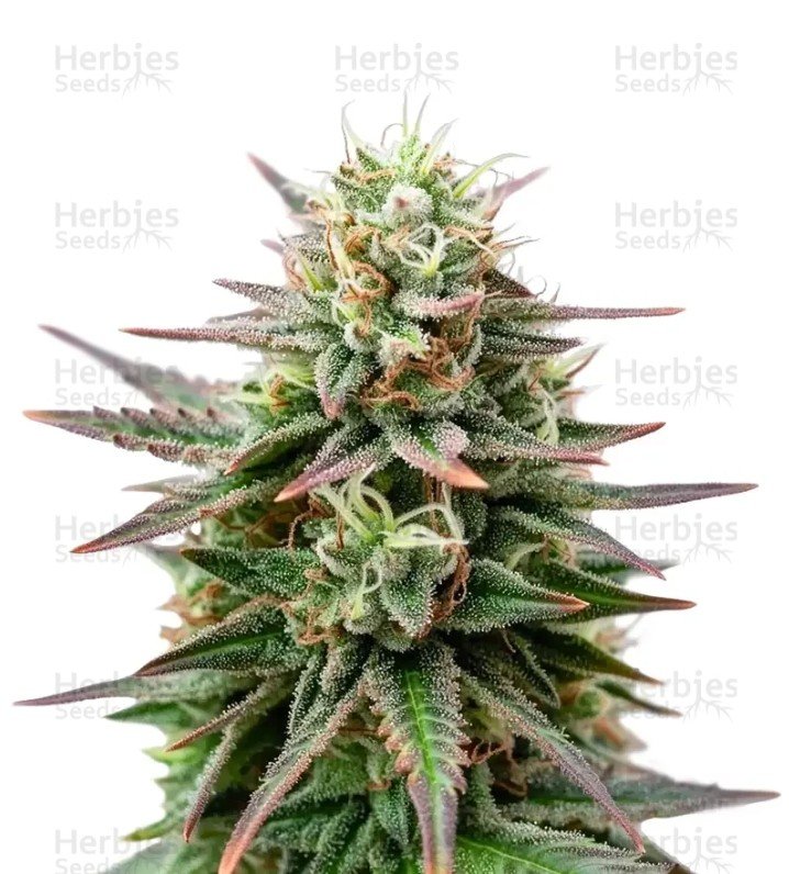 Peanut Butter Breath Auto Seeds