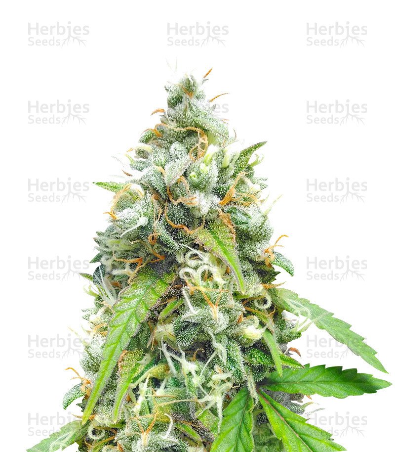Black Widow (Herbies Seeds)