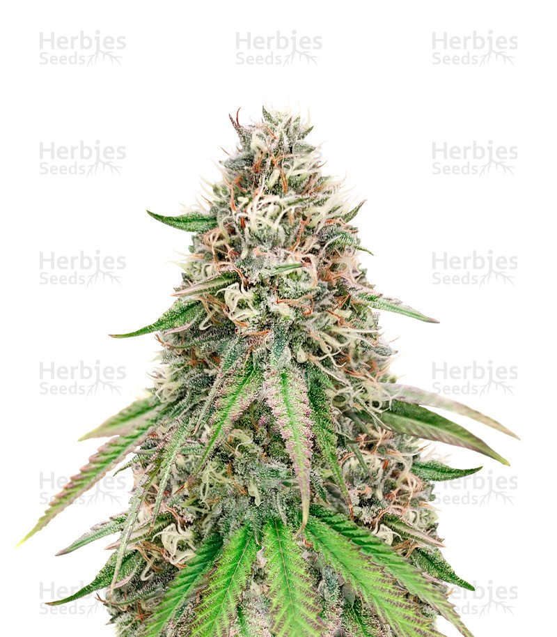 Cheese (Herbies Seeds)