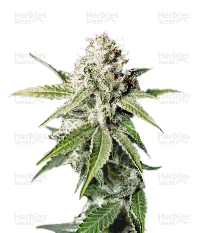 White Widow feminized seeds (Green House Seeds)