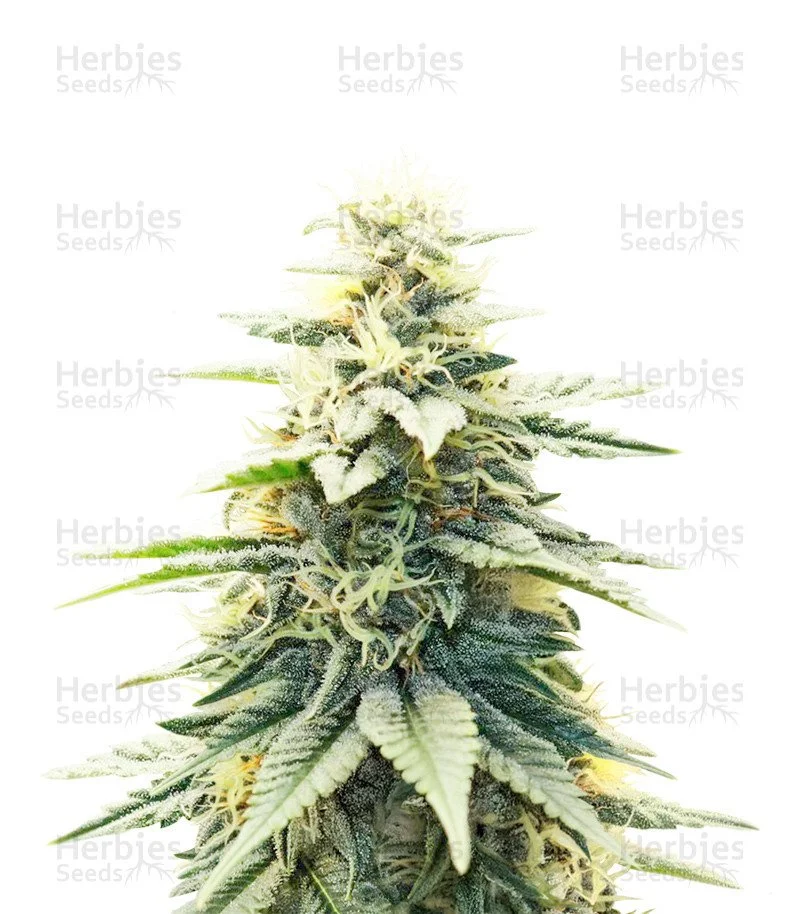Blue Dream (Herbies Seeds)
