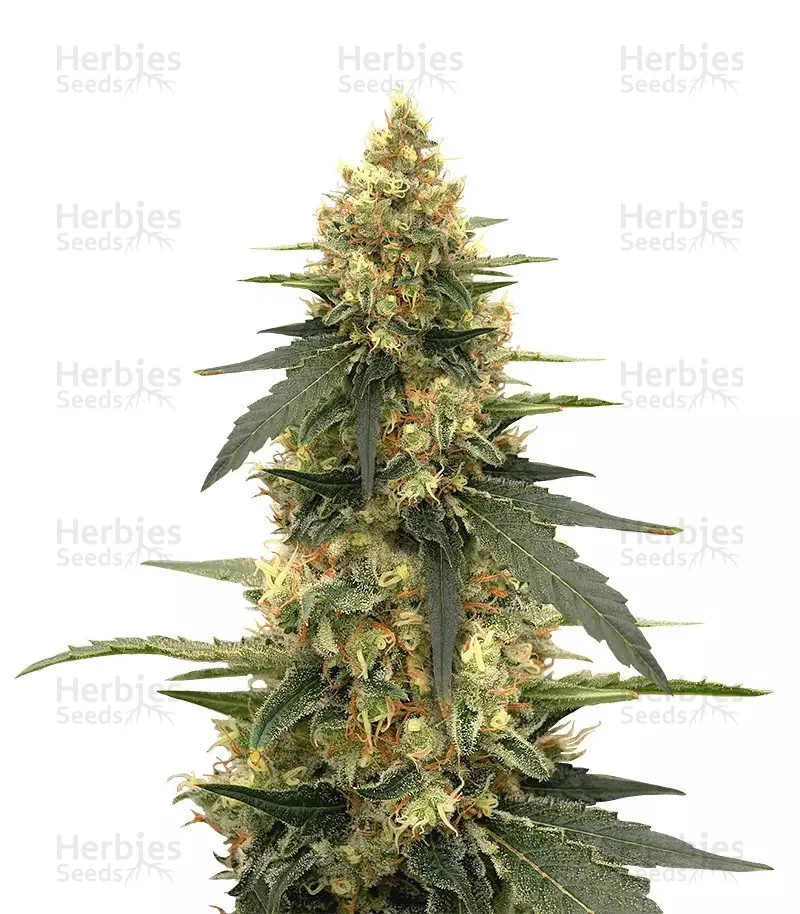 Strawberry Lemonade Seeds