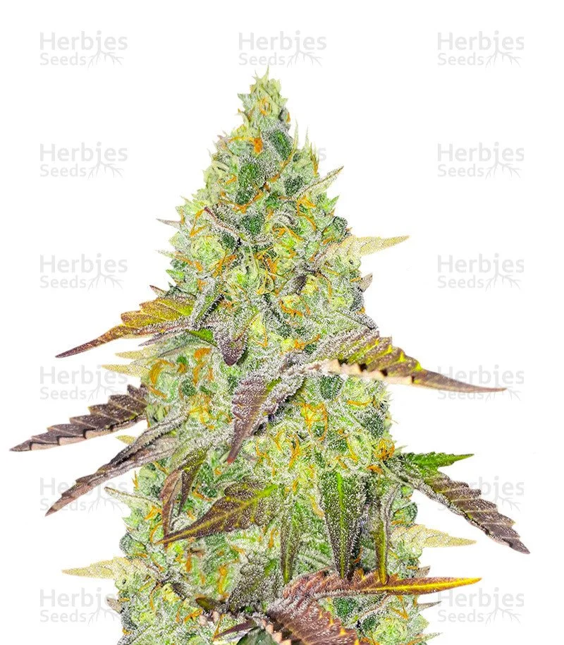 Grand Daddy Purple Fast Version Seeds (EGS)